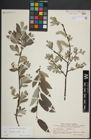 Foto von Salix lapponum L.